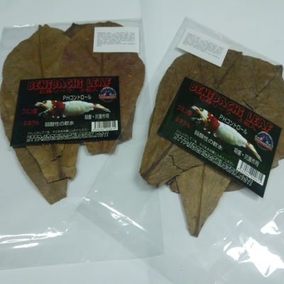 Benibachi Frunze de Catappa XXL 5buc