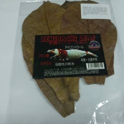 Benibachi Frunze de Catappa XXL 5buc