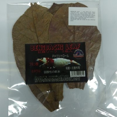 Benibachi Frunze de Catappa XXL 5buc