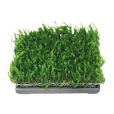 ISTA Pad ceramic 6.5cm patrat